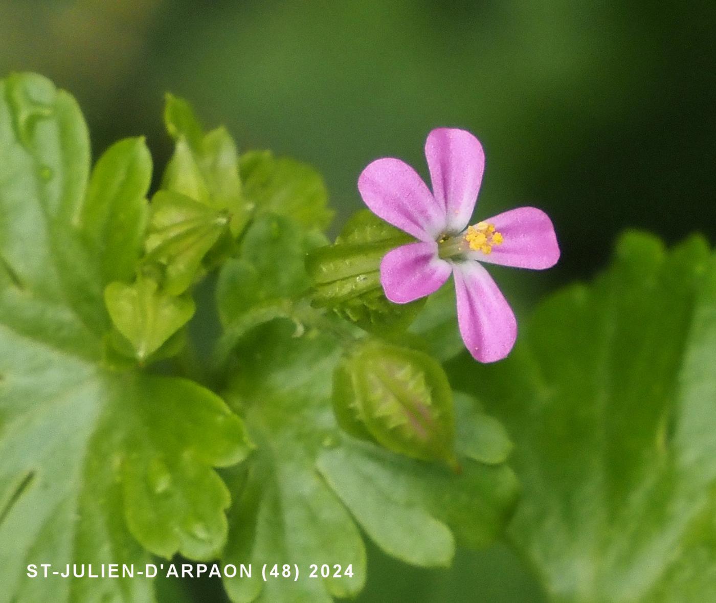 Cranesbill, Shining flower